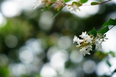 白い花の咲く頃