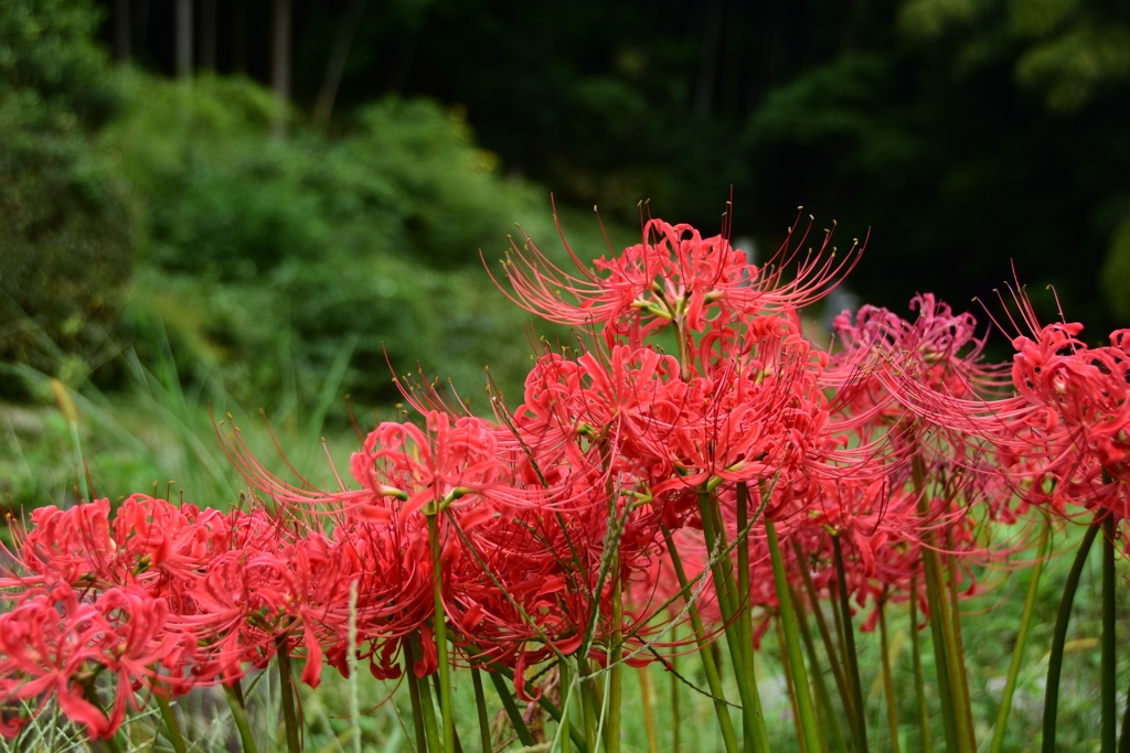 曼珠沙華