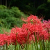 曼珠沙華