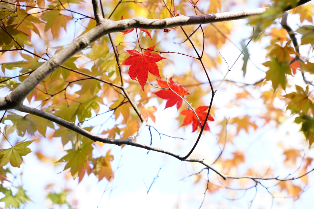 三葉(みつは)の秋