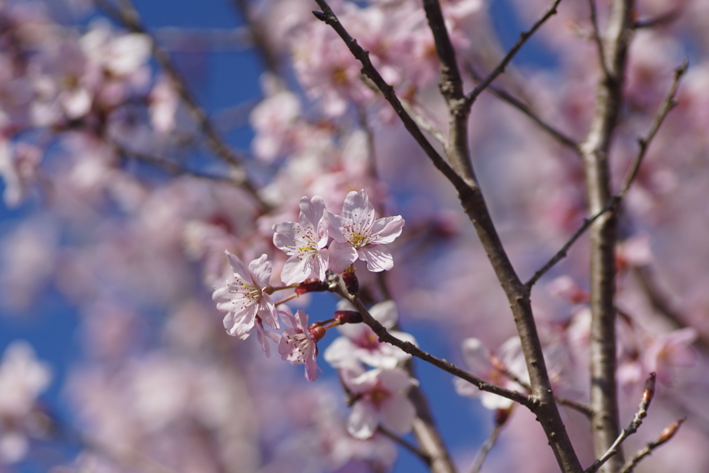 桜咲く