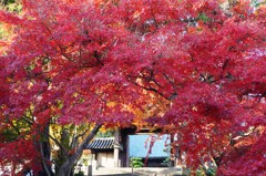 蓮光寺いろは紅葉