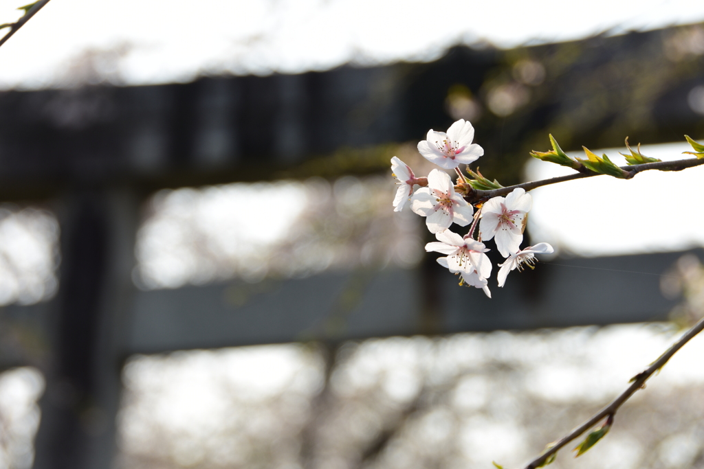 鳥居に桜