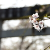 鳥居に桜