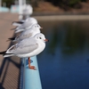 かもめはかもめ