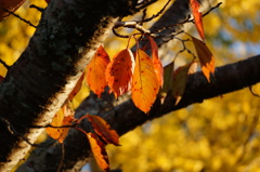 桜紅葉