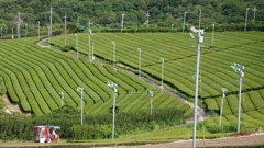 二番茶の夏