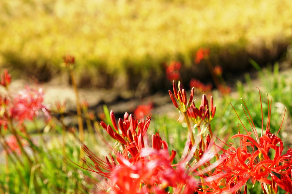 稲穂と曼珠沙華