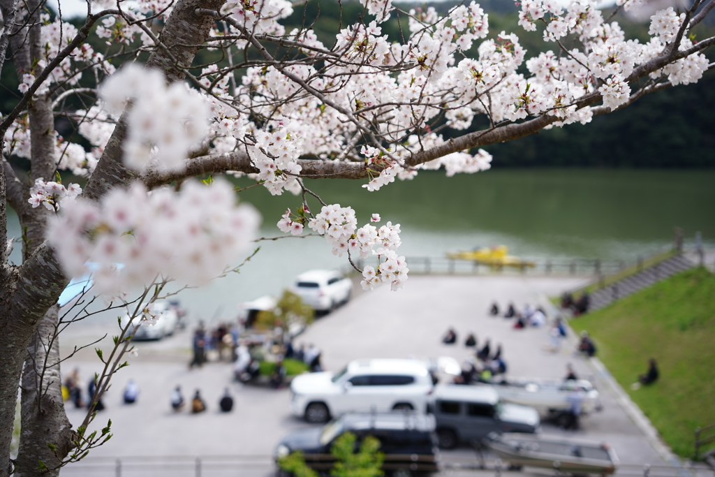 桜の樹の下で