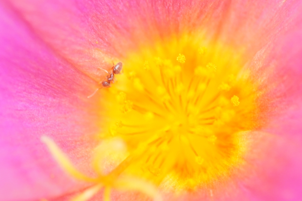ピンクの花に埋もれて
