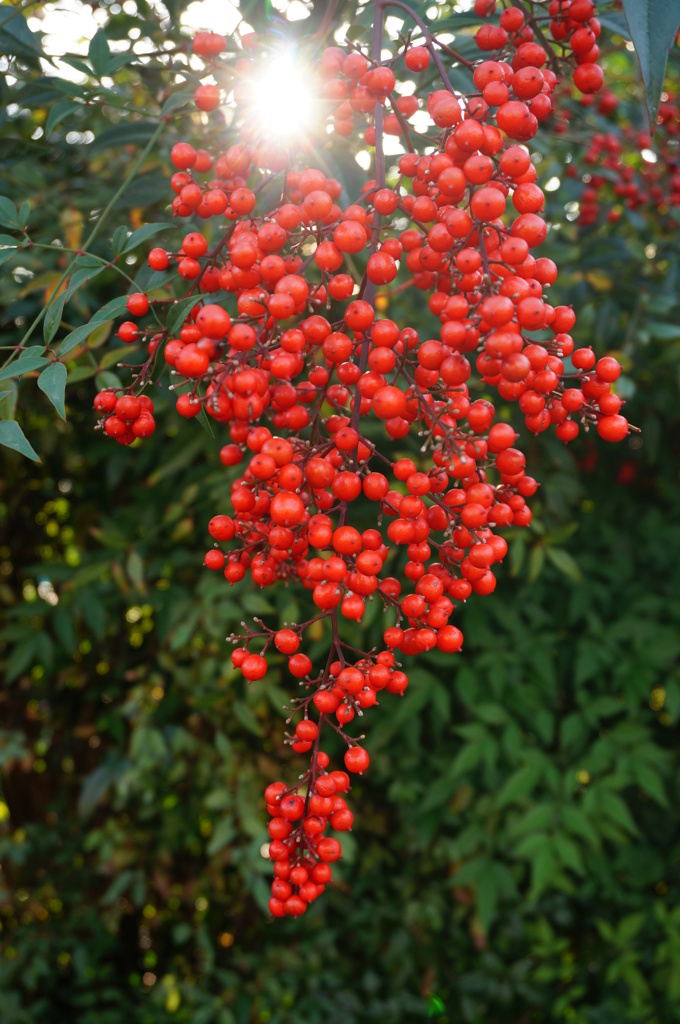 南天の実の赤さかな