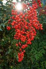 南天の実の赤さかな