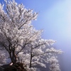 雪の華