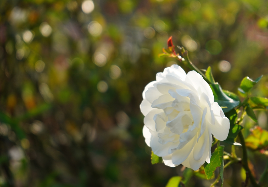 Pure White