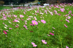 コスモスの花揺らして