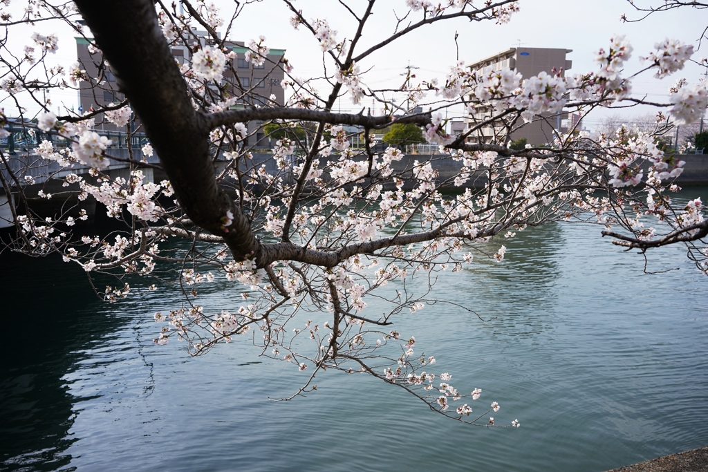 真締川の桜