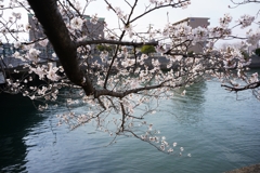 真締川の桜