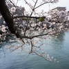 真締川の桜