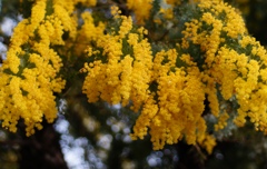 ミモザの花〜咲く頃〜