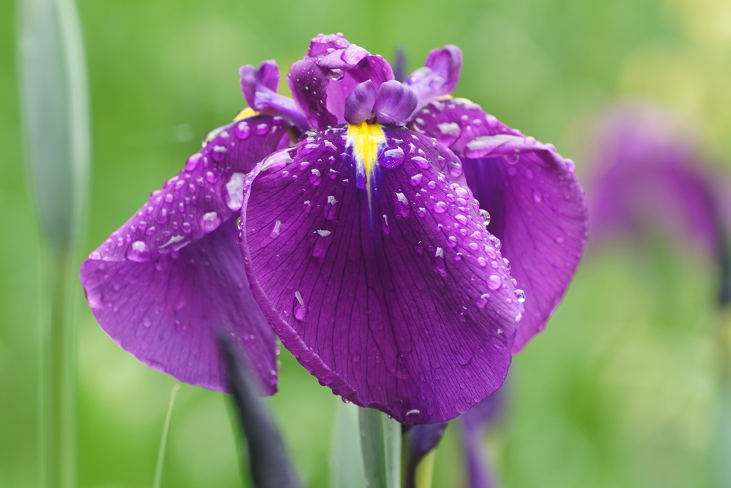 雨に咲く花