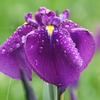 雨に咲く花