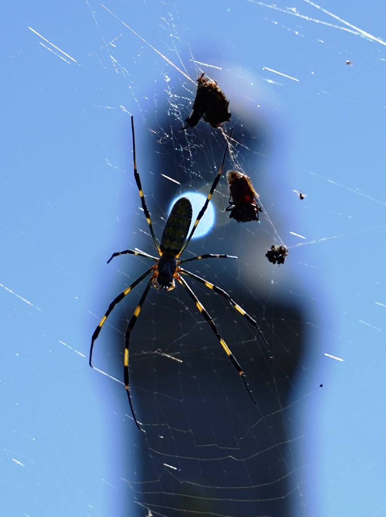 とべないホタル