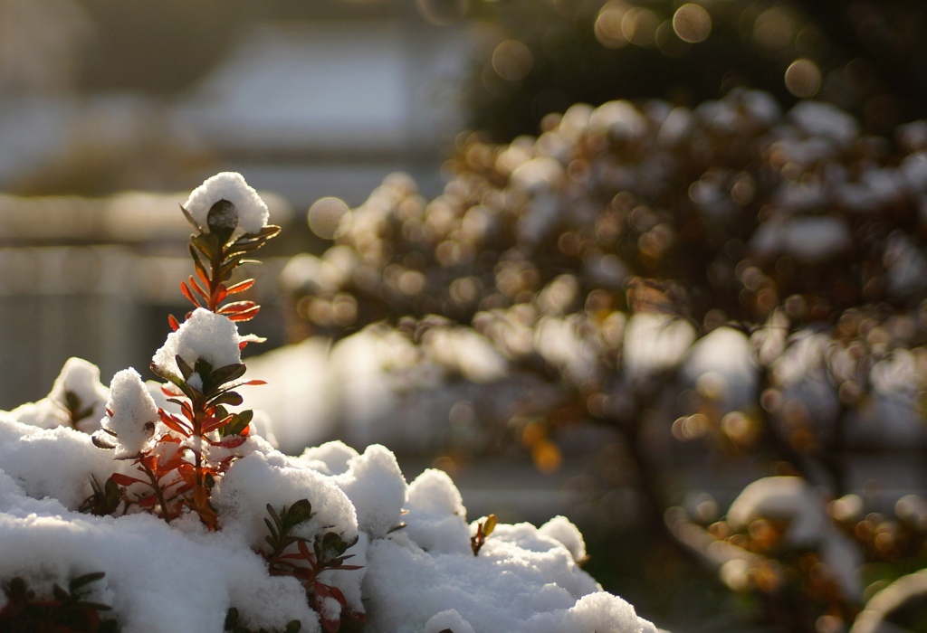 雪帽子をかぶって