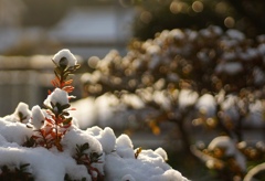 雪帽子をかぶって