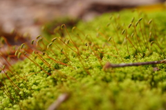 苔のむすまで