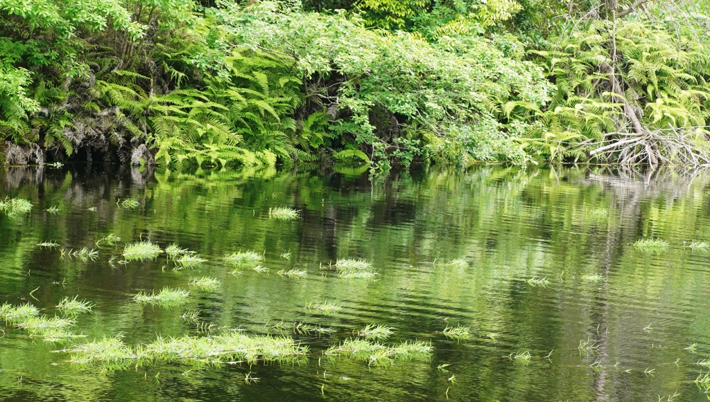 新緑の水かがみ