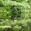新緑の水かがみ