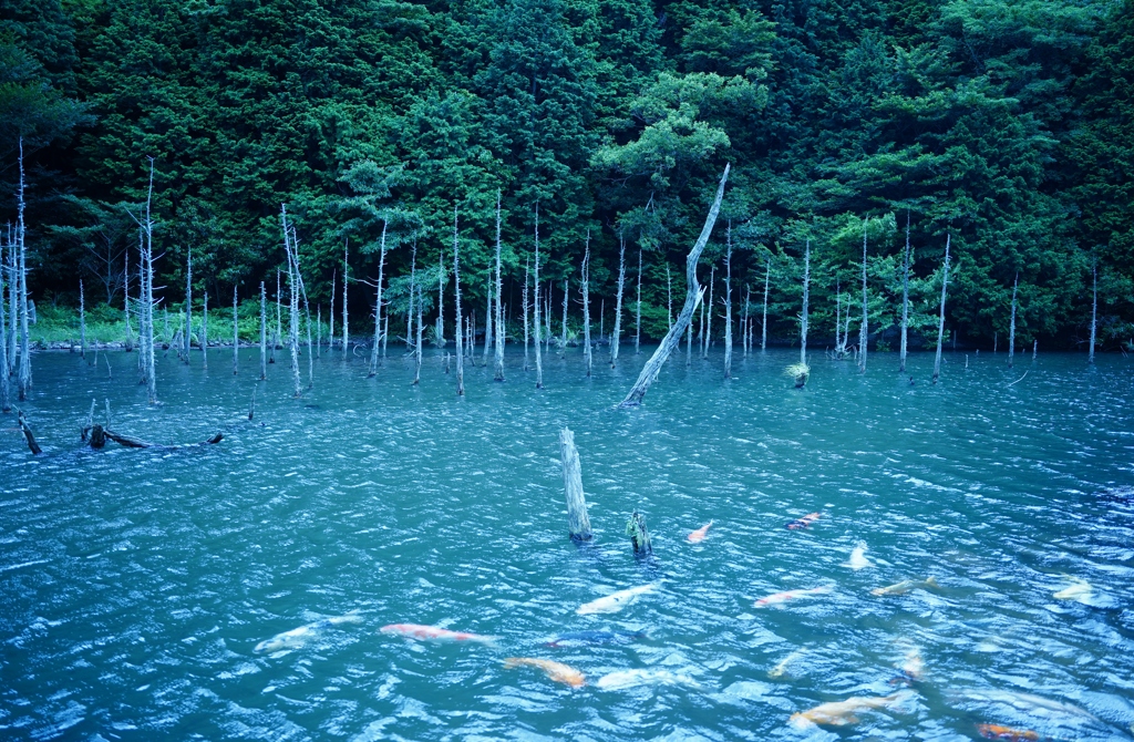 蒼霧鯉池