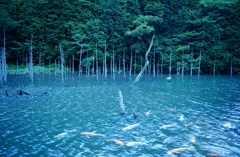 蒼霧鯉池