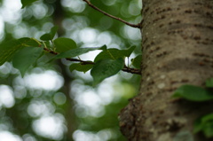 桜に映える