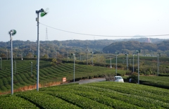 茶葉の秋
