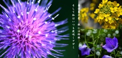アザミ嬢のララバイ