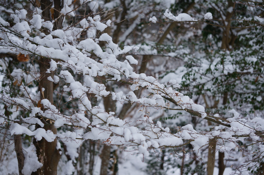 雪もみじ