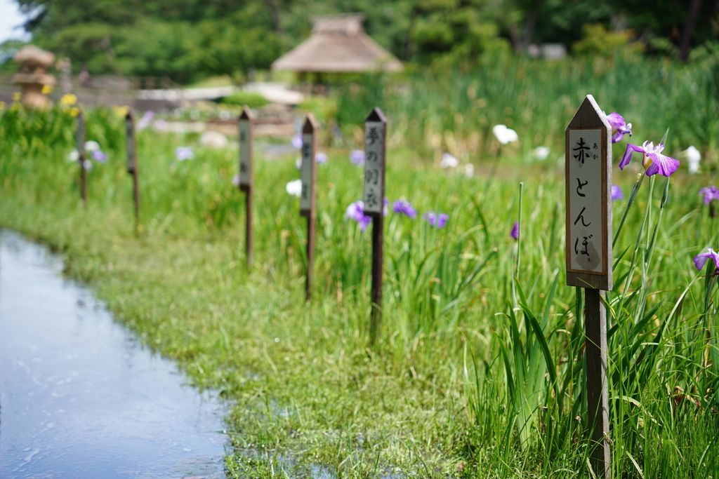 ときわ菖蒲園