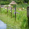 ときわ菖蒲園