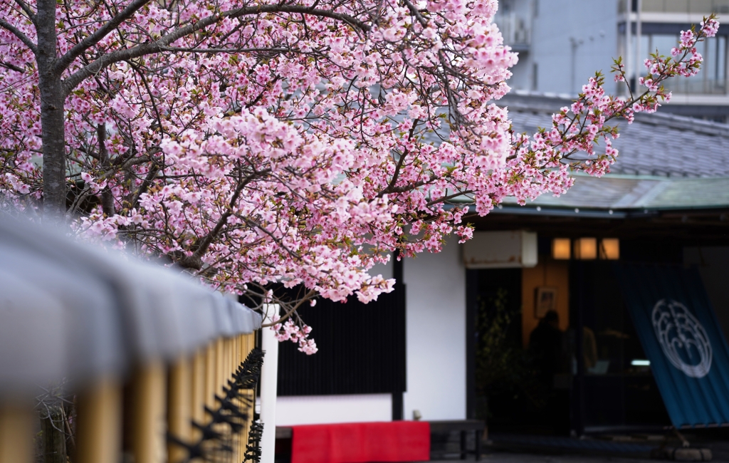 ここにも河津桜