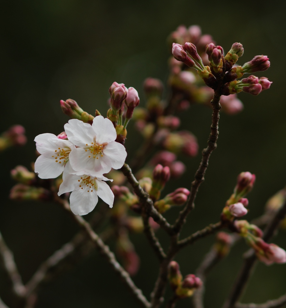 開花