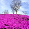 芝桜の丘