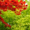 Red & Green