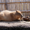 カピバラ