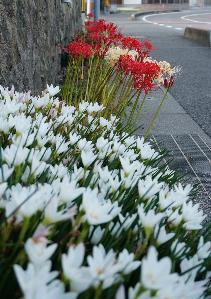 白い花の咲くころ
