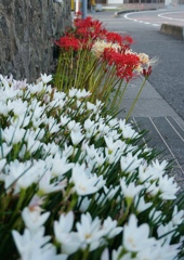 白い花の咲くころ