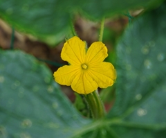 きゅうりの花