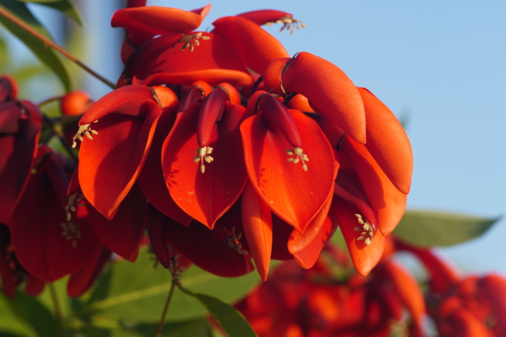 デイゴの花