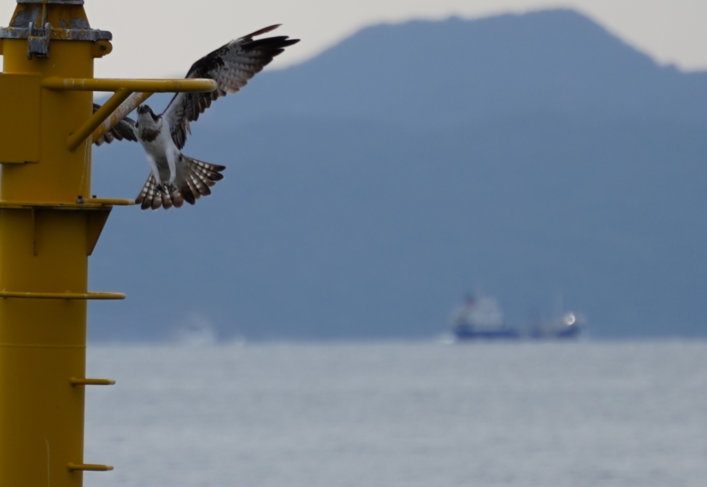 ミサゴ飛来