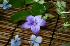 愛の水中花